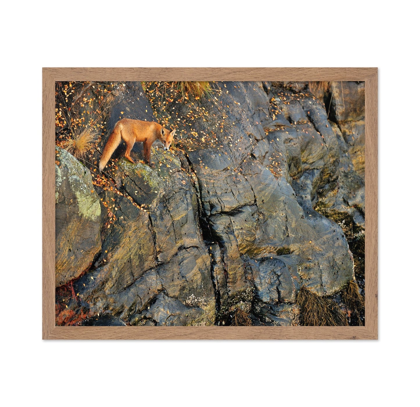 Fox On Rocky Edge