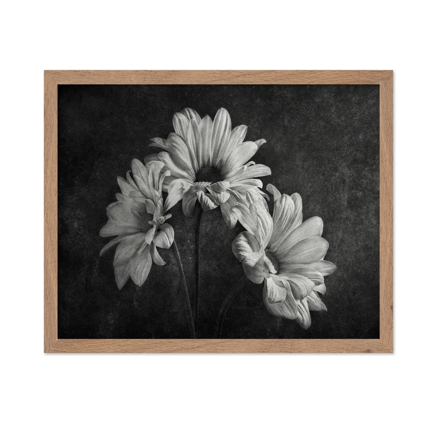 Wilted Daisy Trio