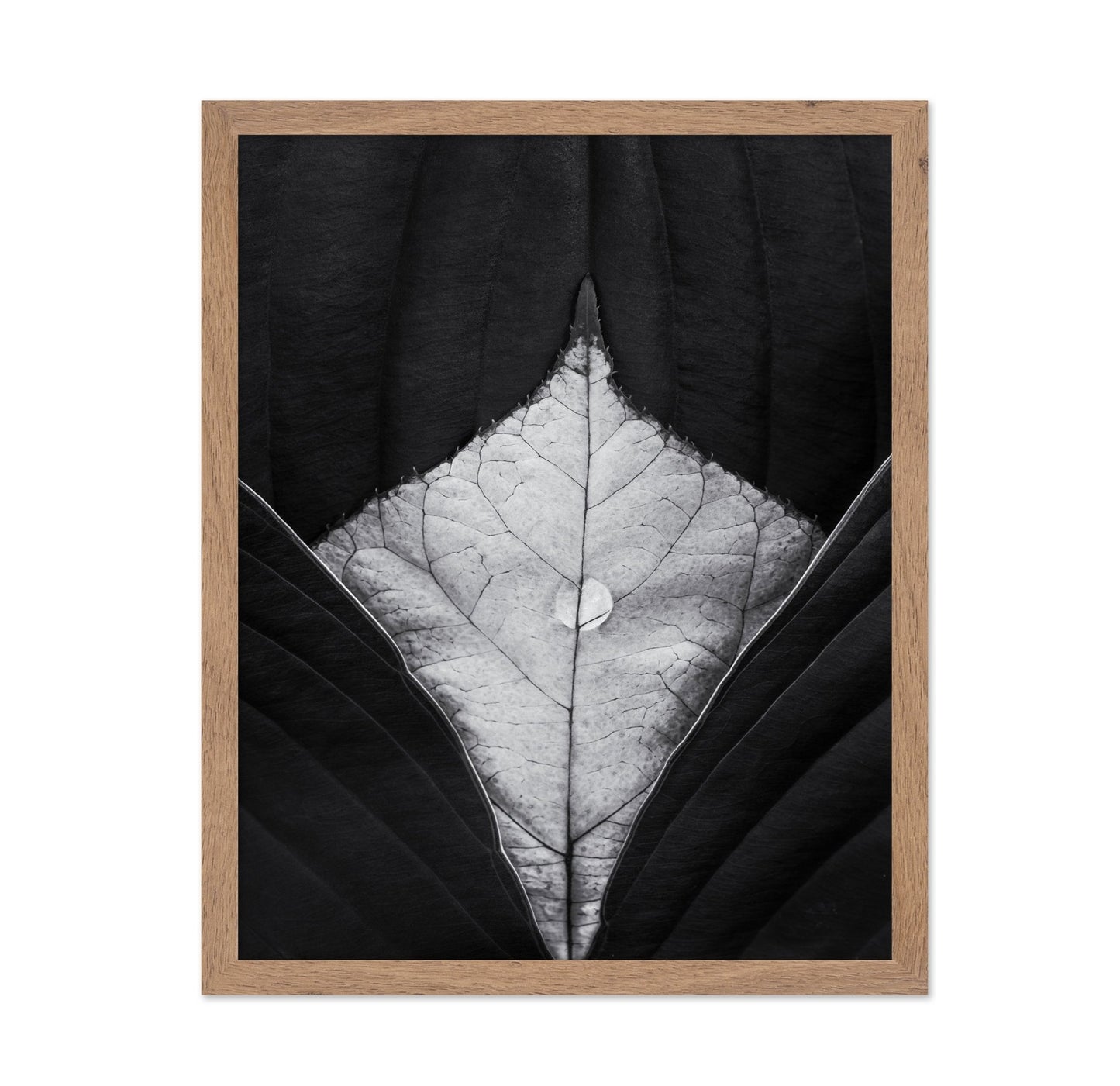 Leaf Vein Symmetry