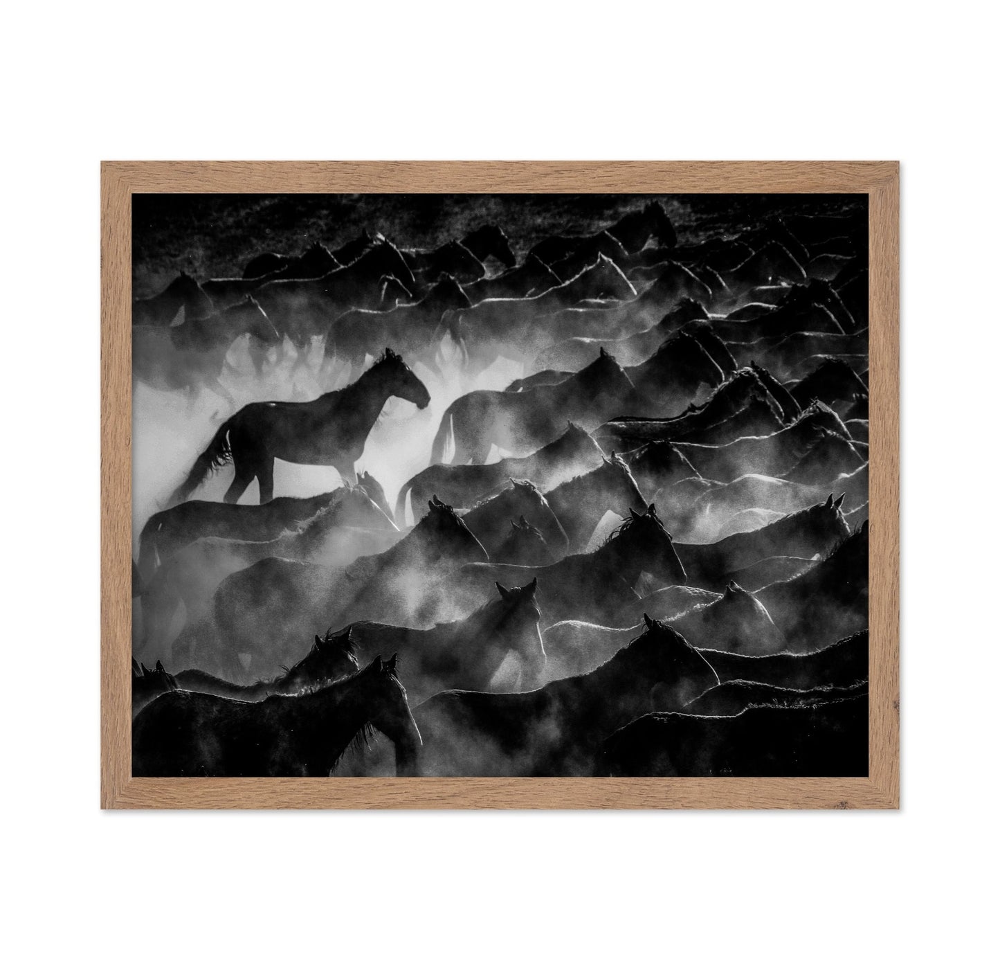 Wild Horses Shadows