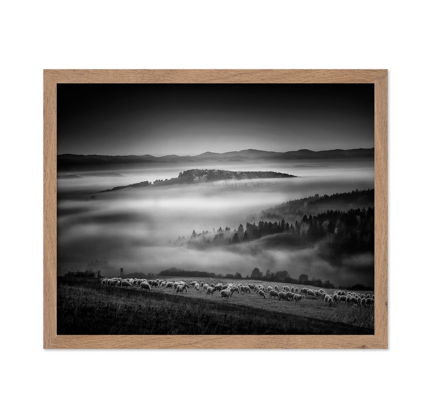 Foggy Hills Flock