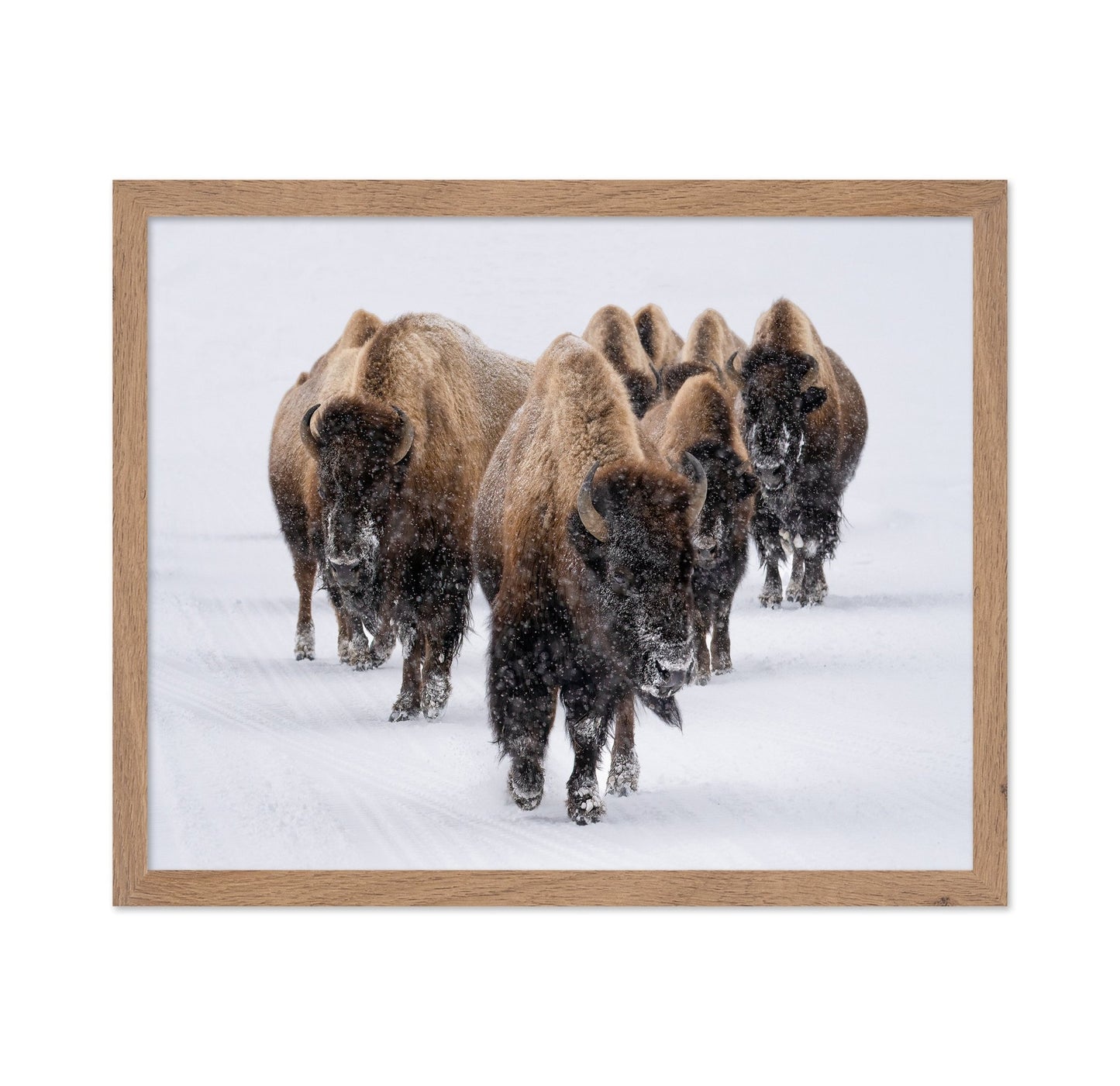 Snow Bison March