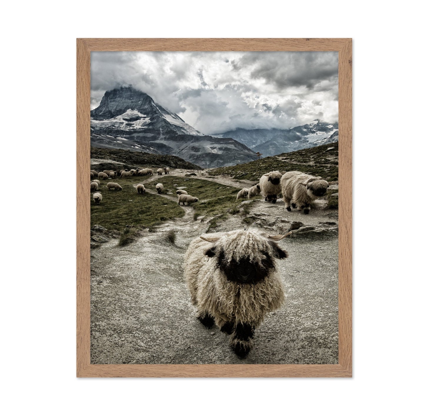 Mountain Sheep Trail