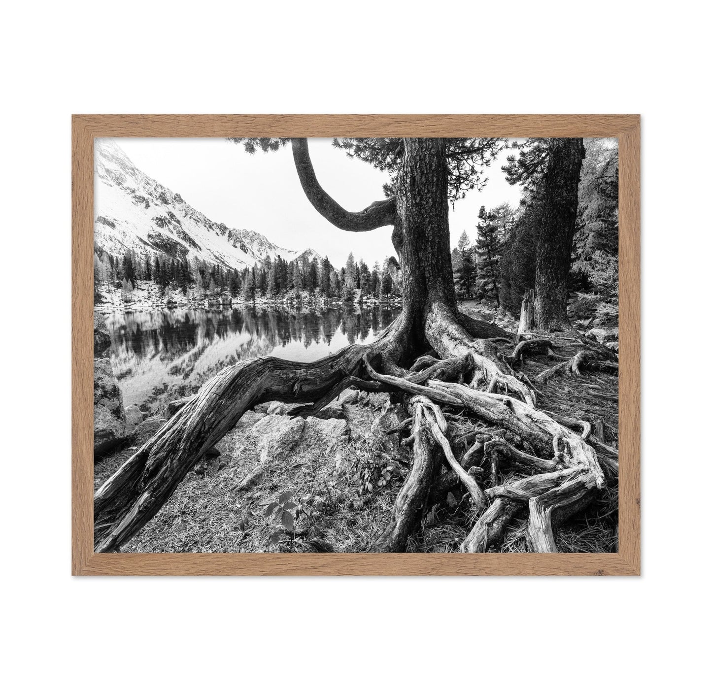 Rooted Lake Scene