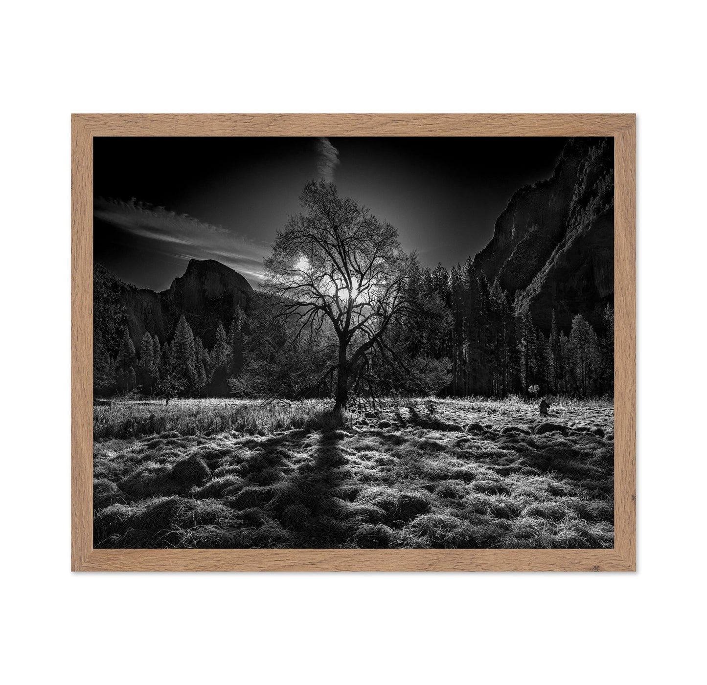 Yosemite Lone Tree