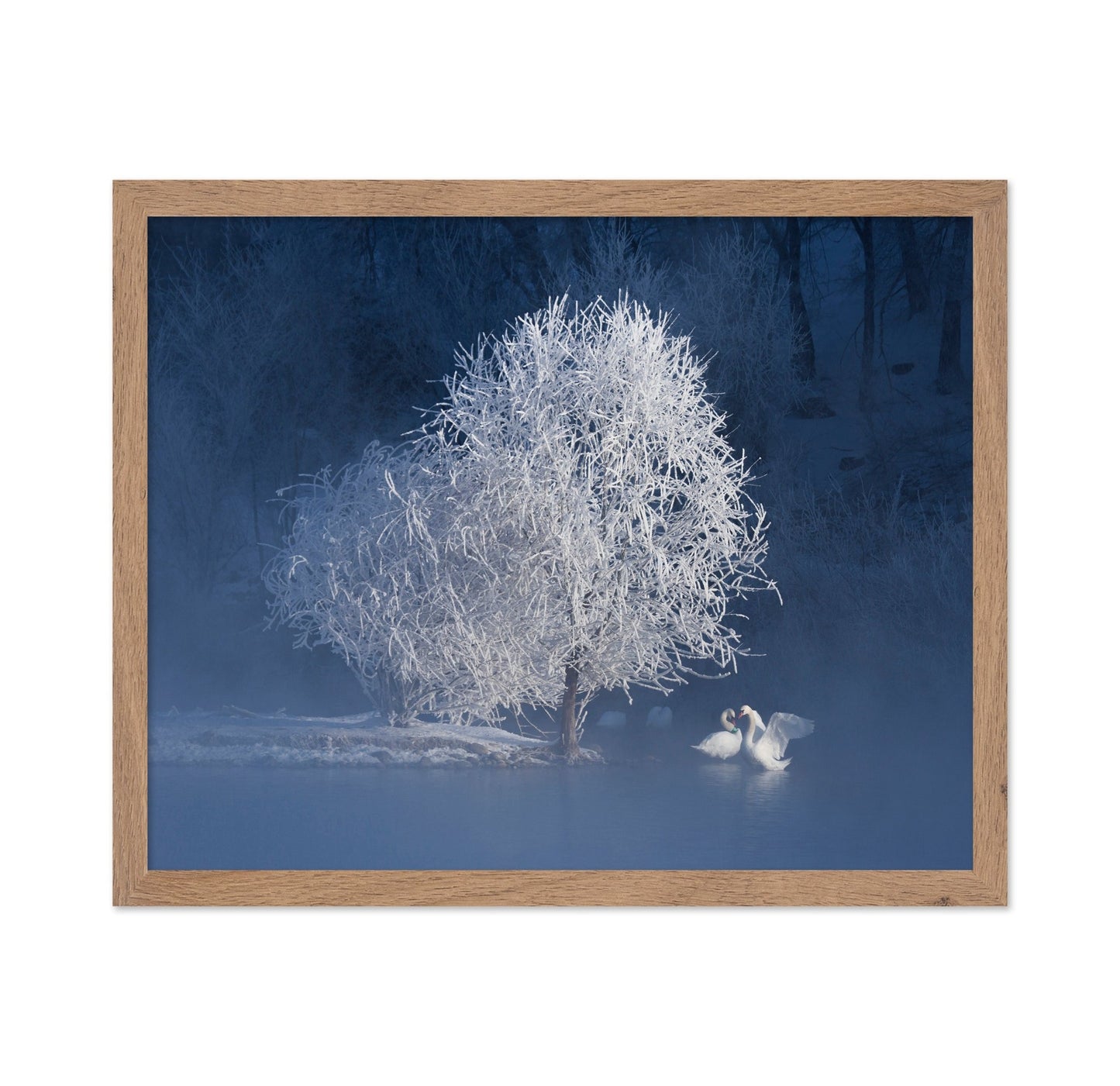 Winter Swan Pair