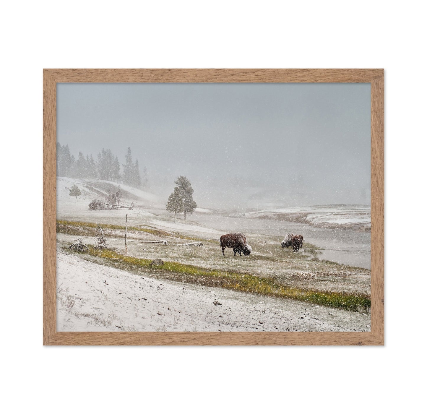 Snowy Bison Valley
