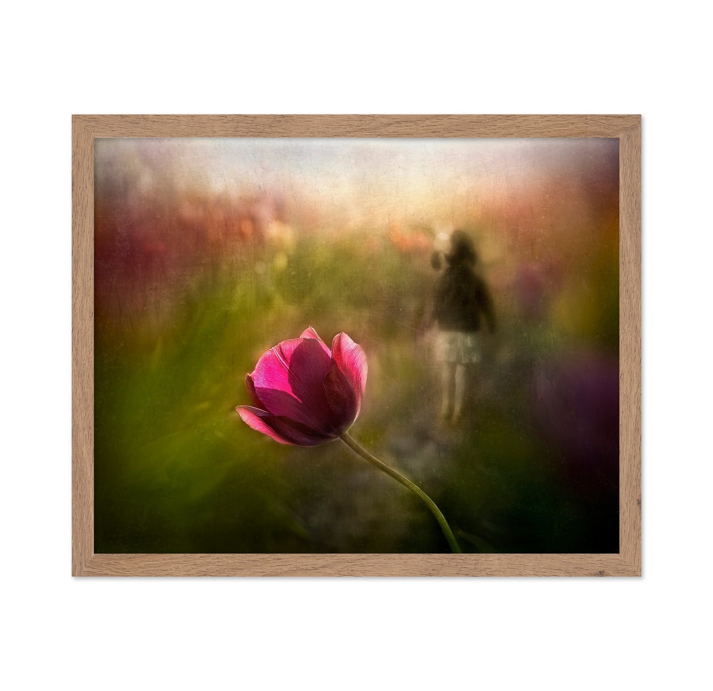 Dreaming Tulip