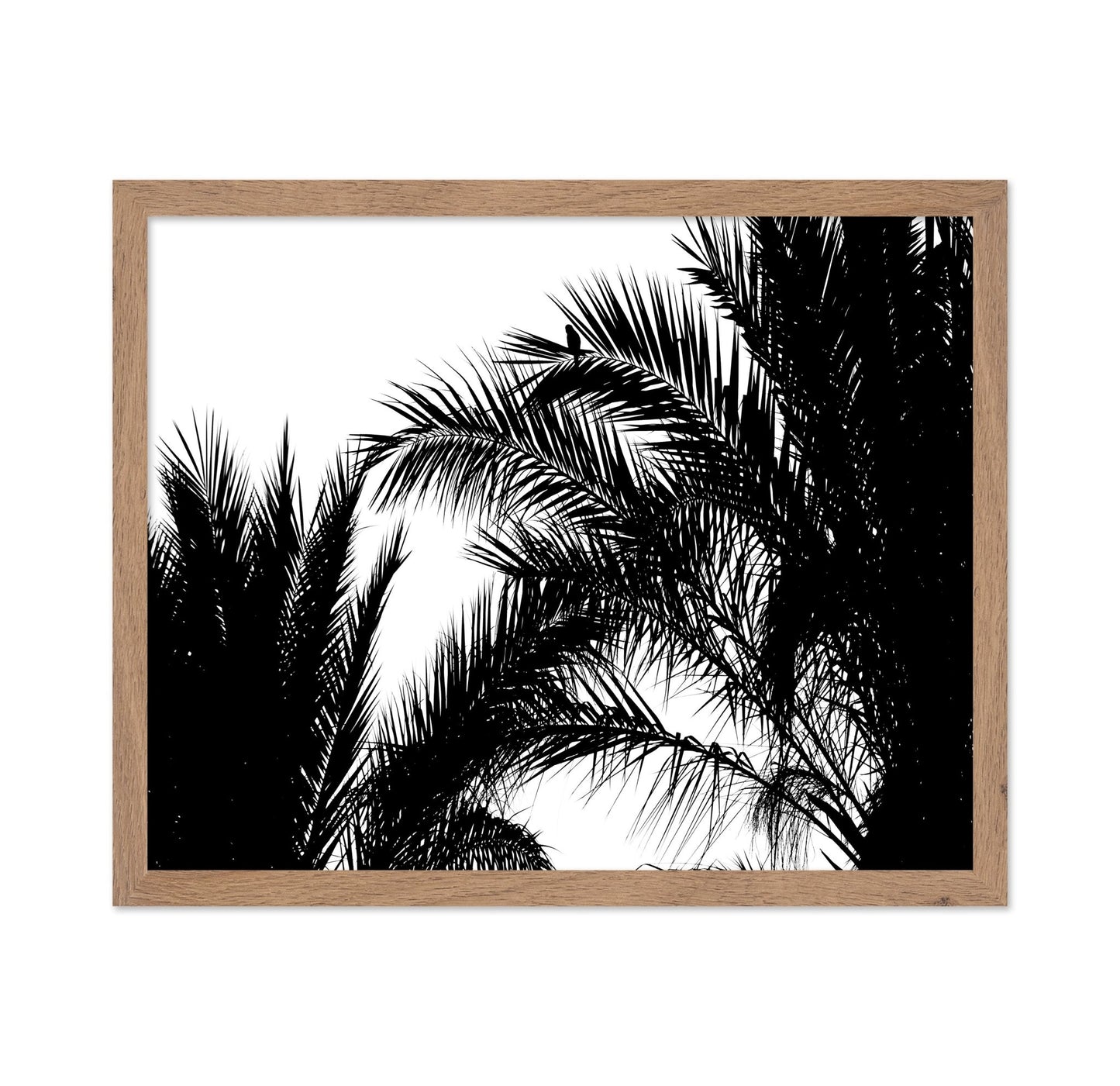 Palm Leaf Silhouette