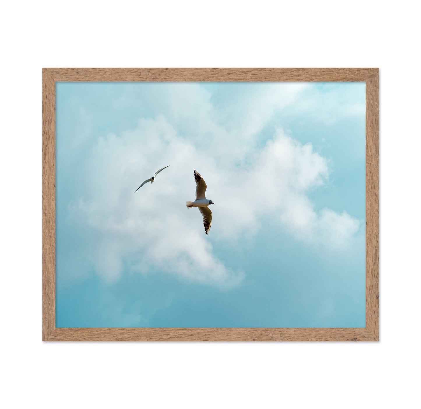 Seagulls In Open Sky