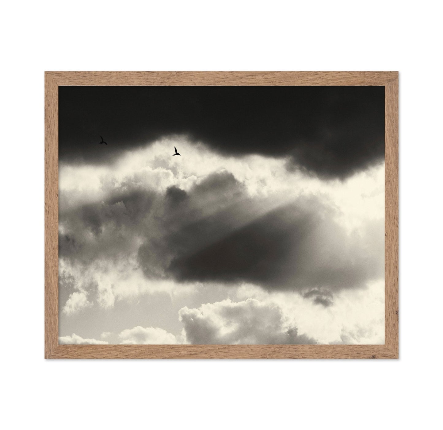 Birds Above Dark Clouds