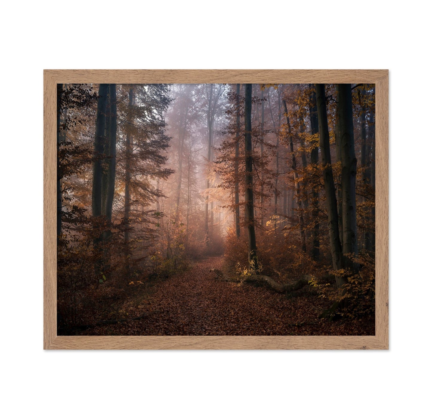 Autumn Forest Path No2