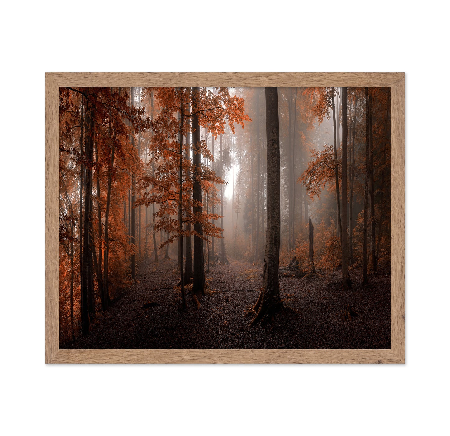 Autumn Forest Light No2