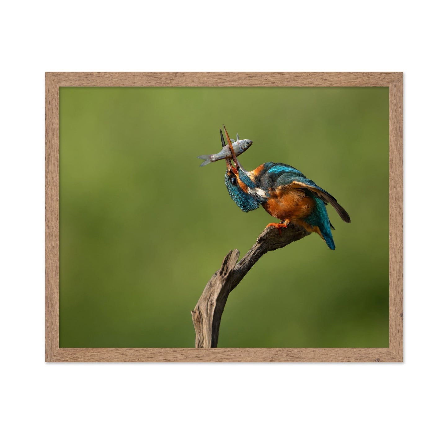 Kingfisher Catch