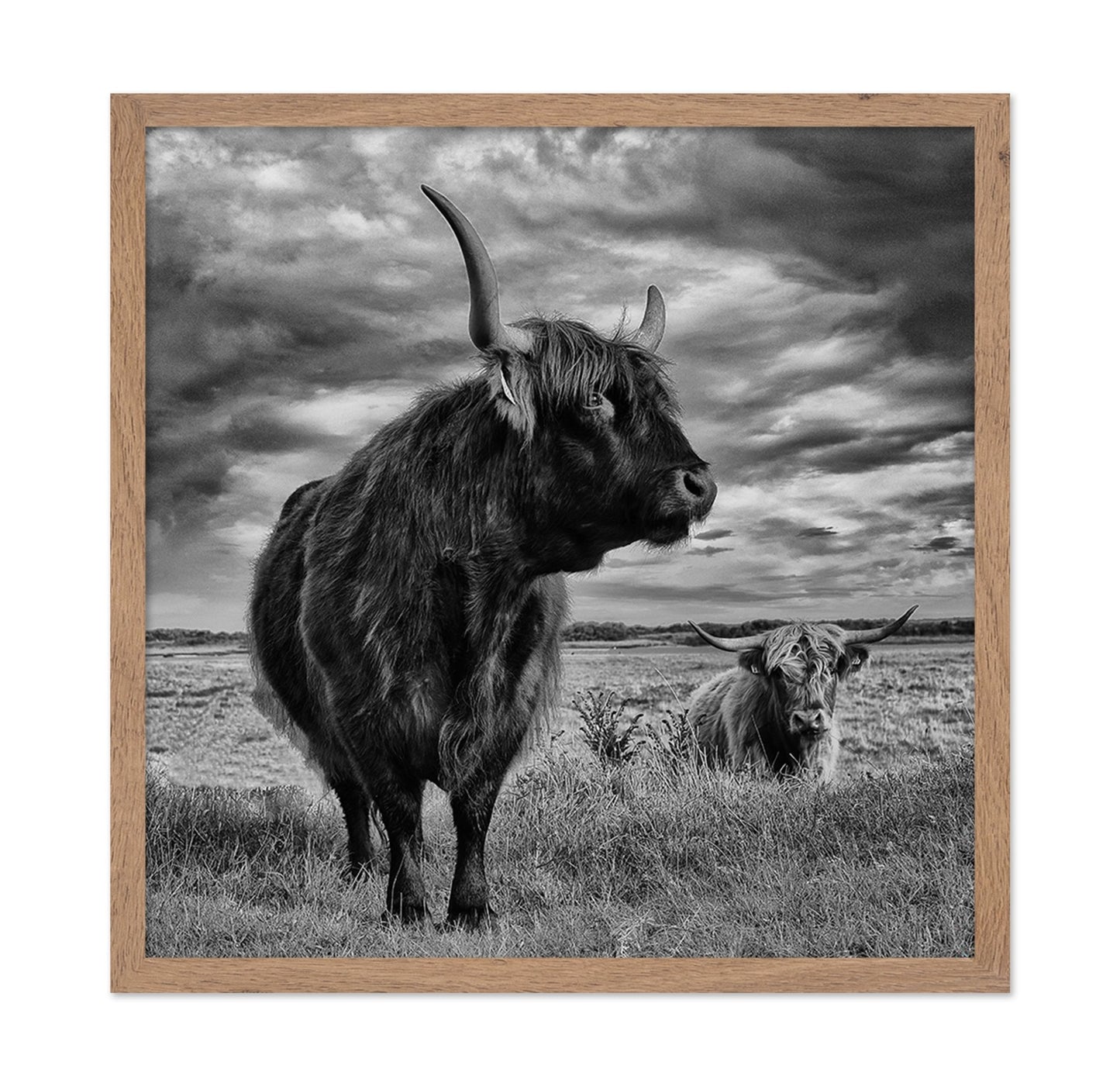 Highland Bulls Field