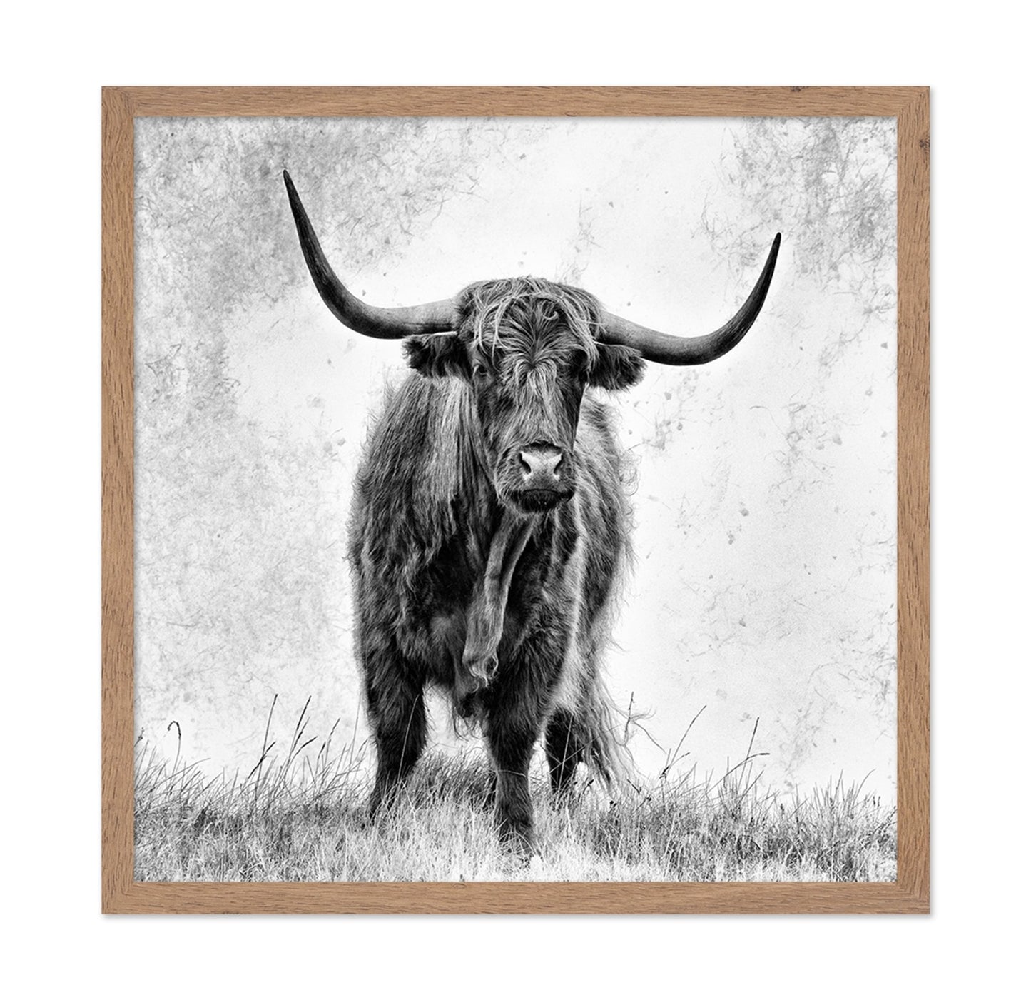 Highland Bull Portrait