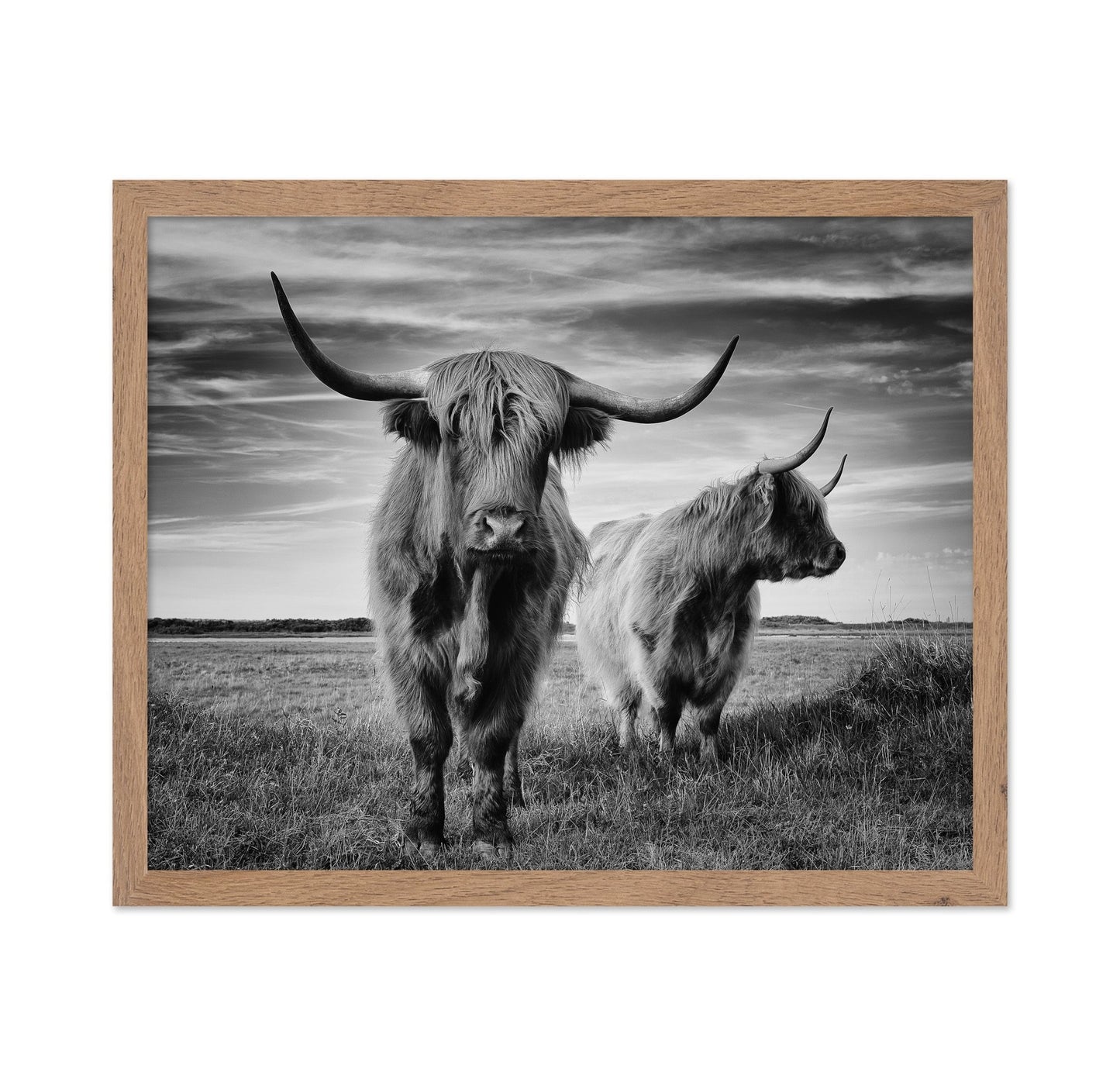 Highland Cattle Pair No2