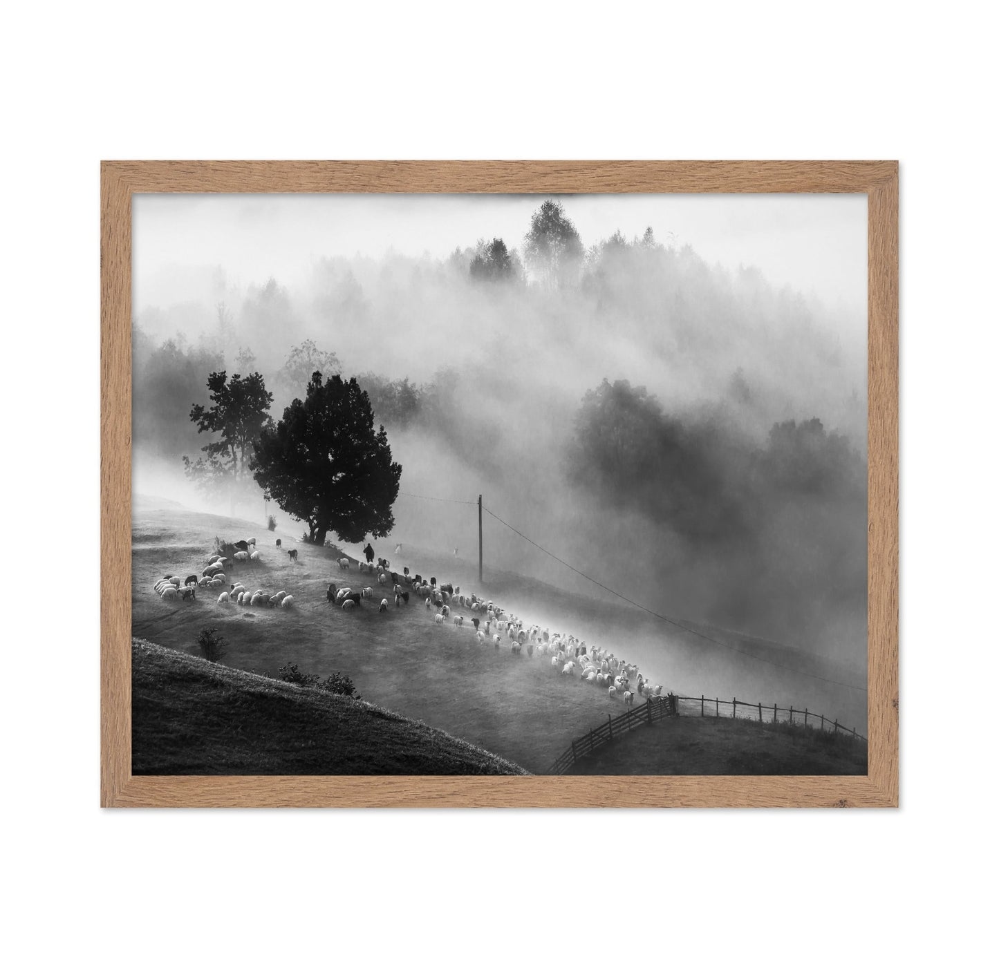 Shepherd Mist Walk