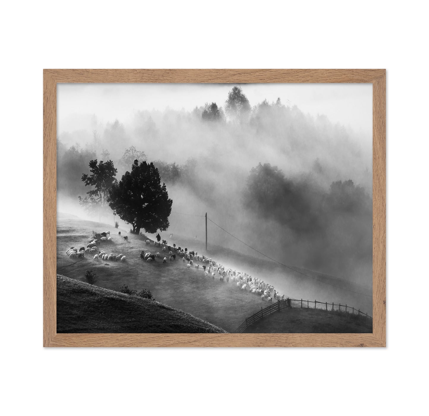 Shepherd Mist Walk