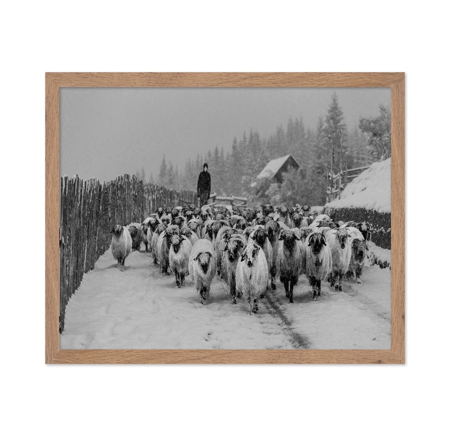 Snowy Sheep Herd
