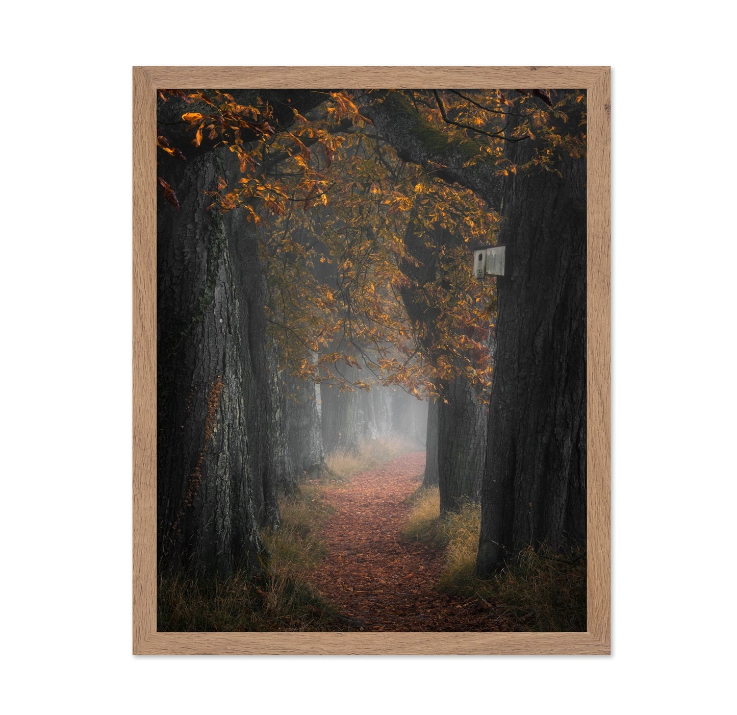 Autumn Forest Path No3