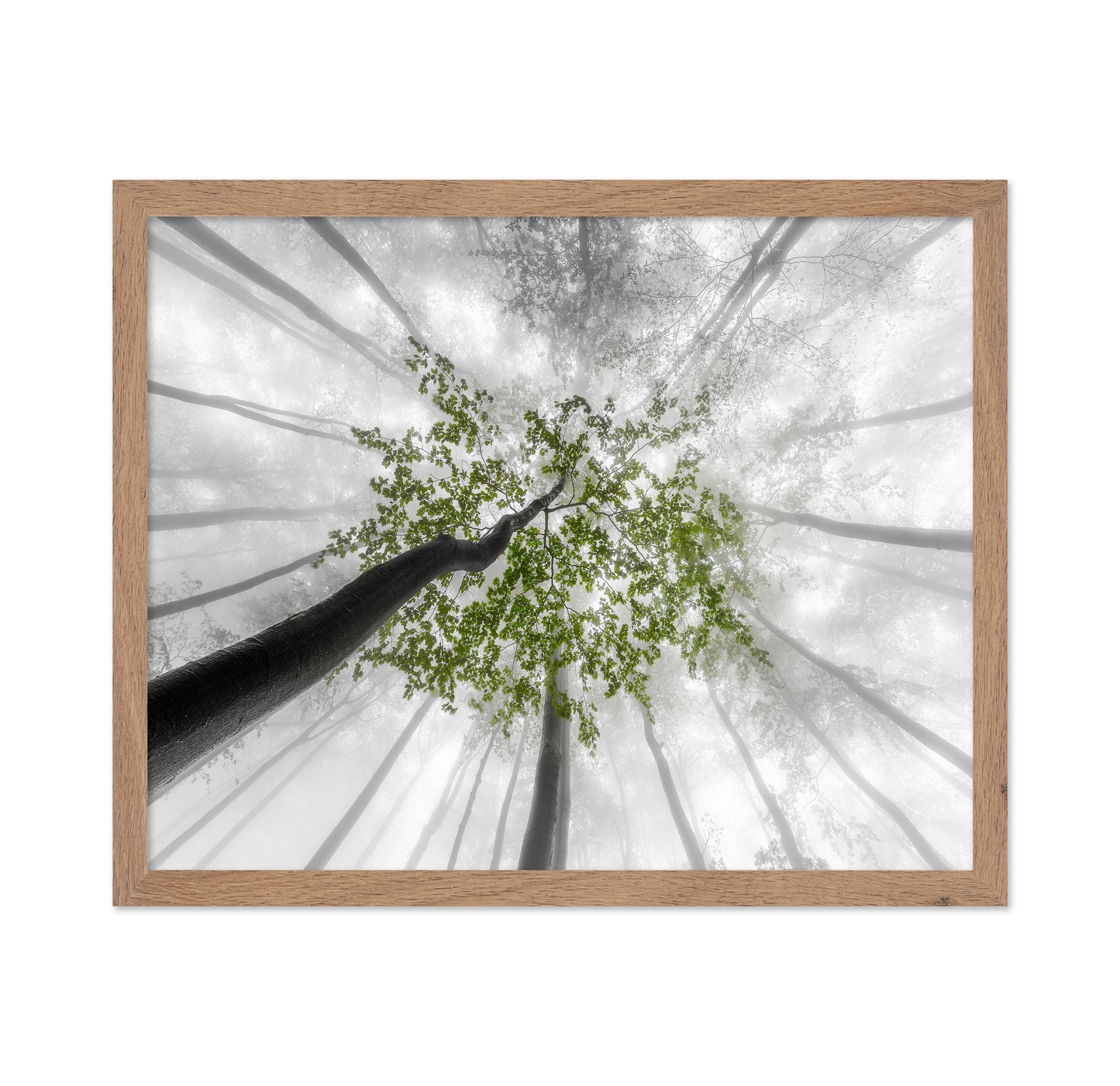 Green Canopy Fog