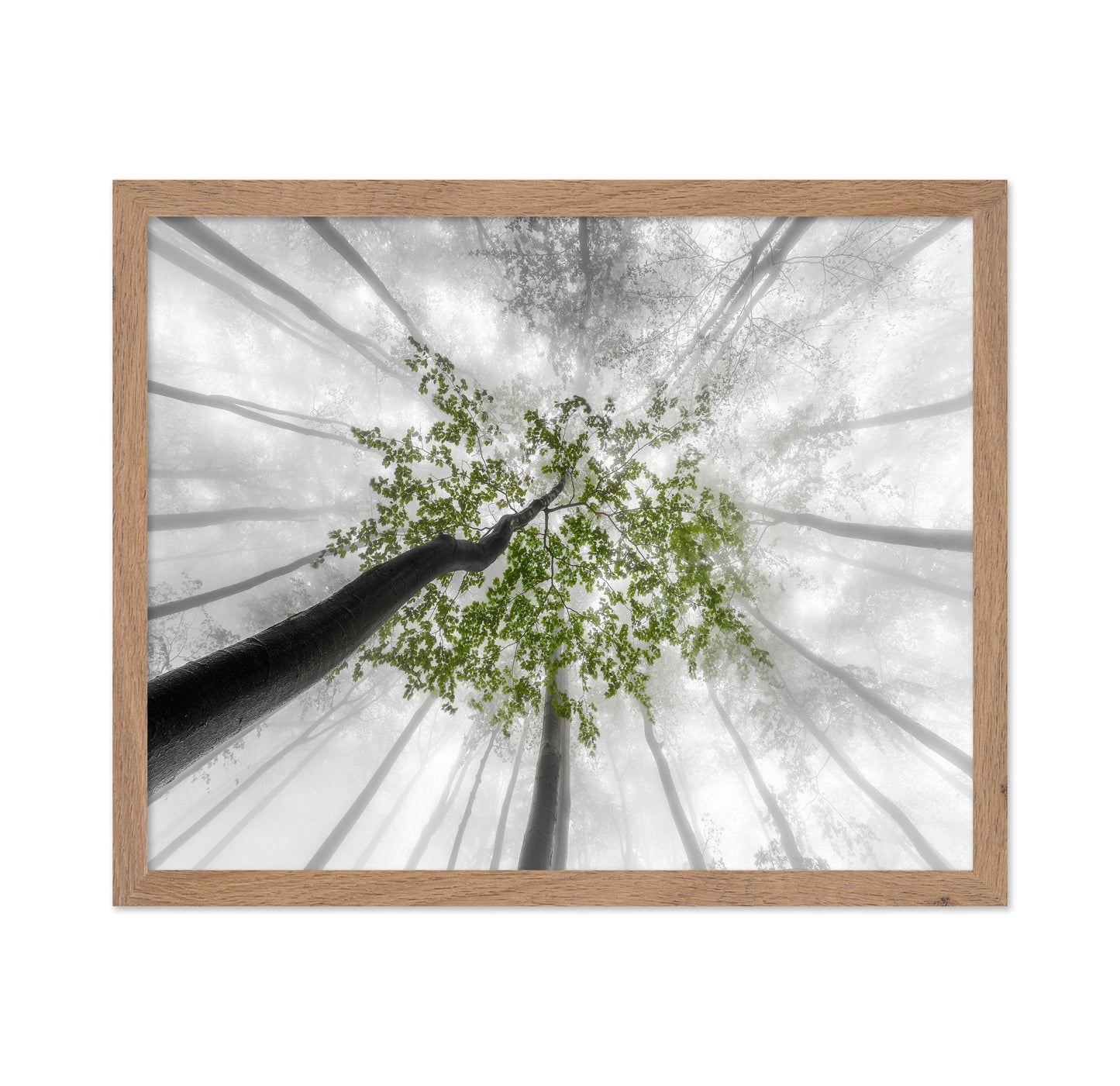 Green Canopy Fog