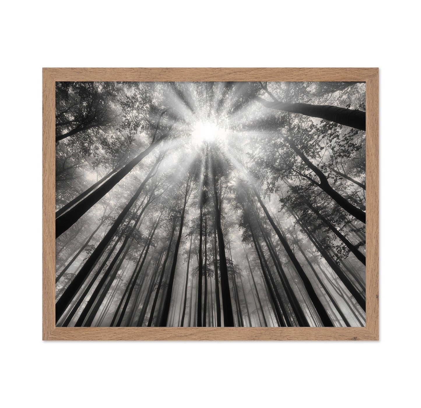 Forest Light Beams
