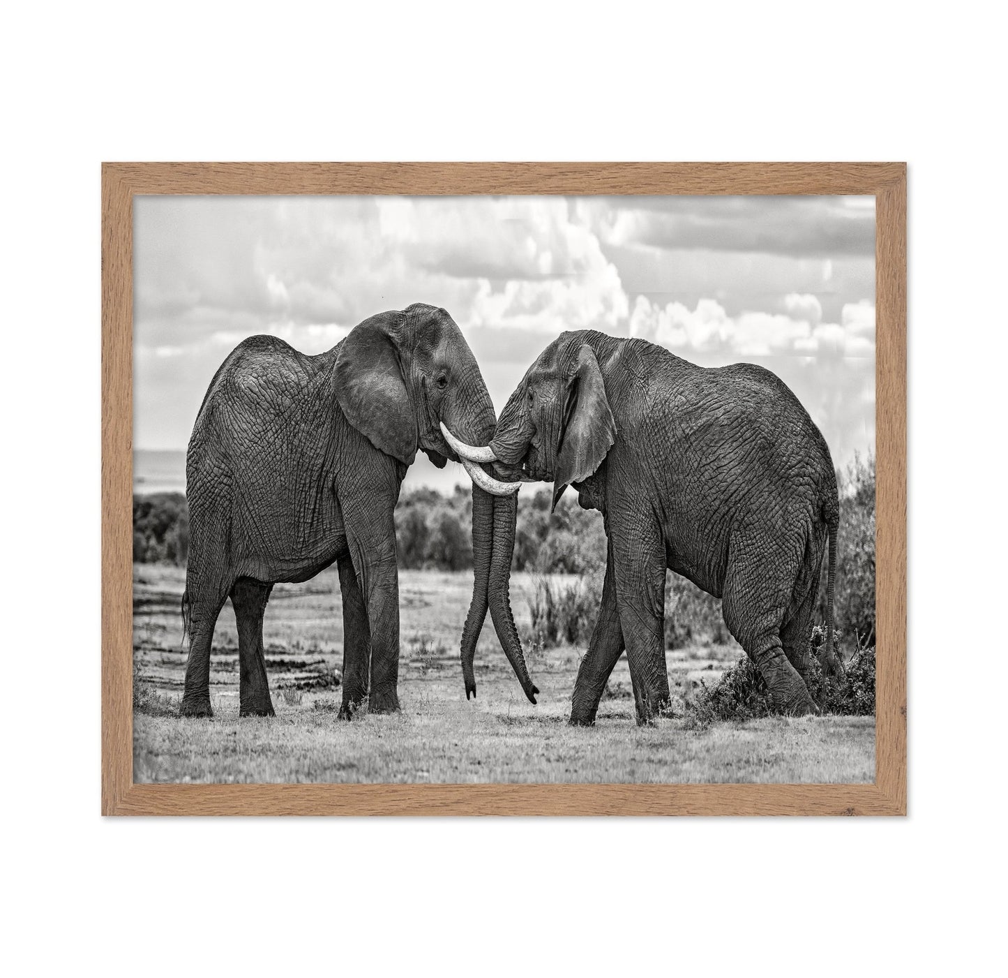 Elephants Gentle Bond