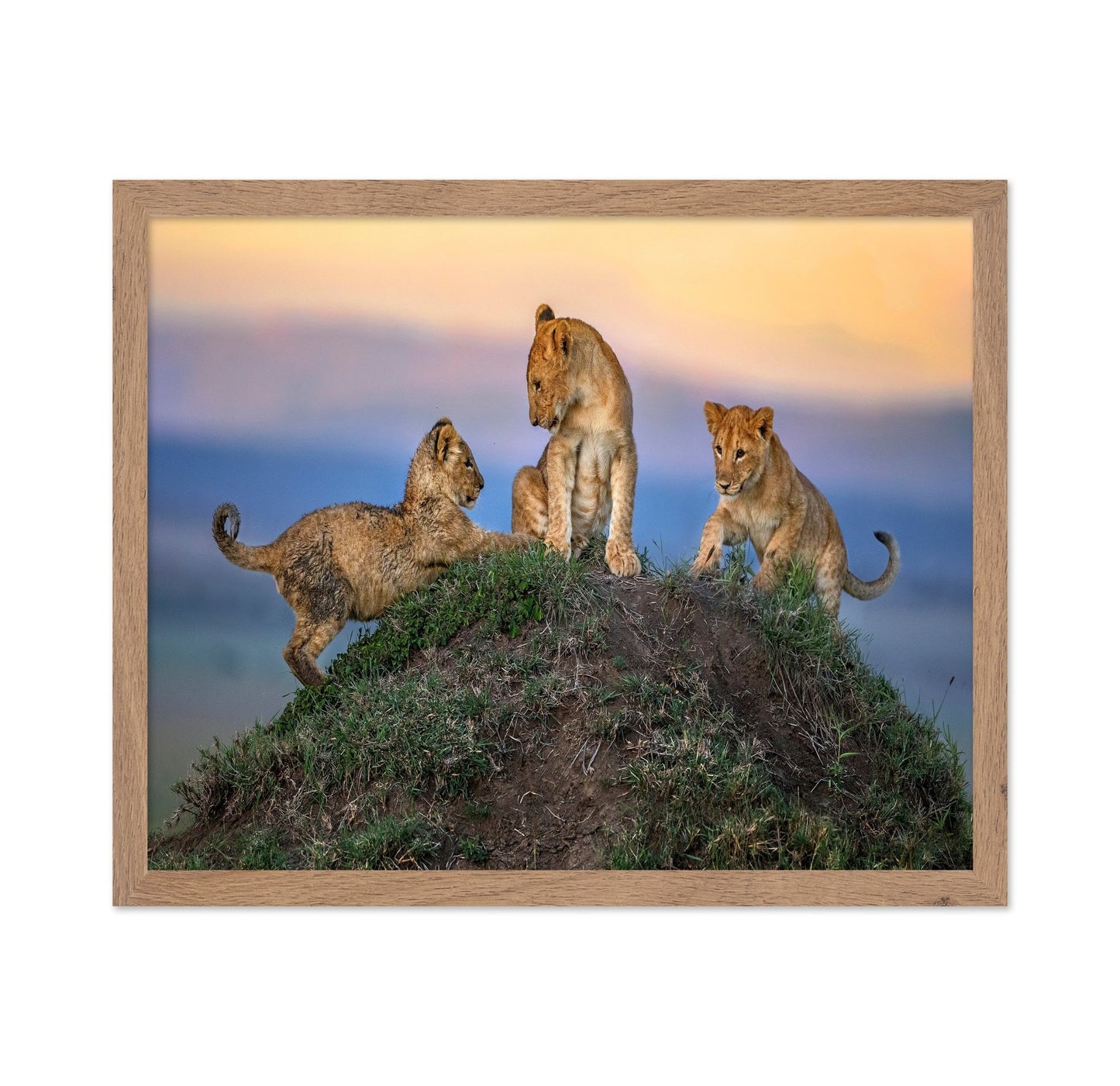 Lion Cubs Play Peak