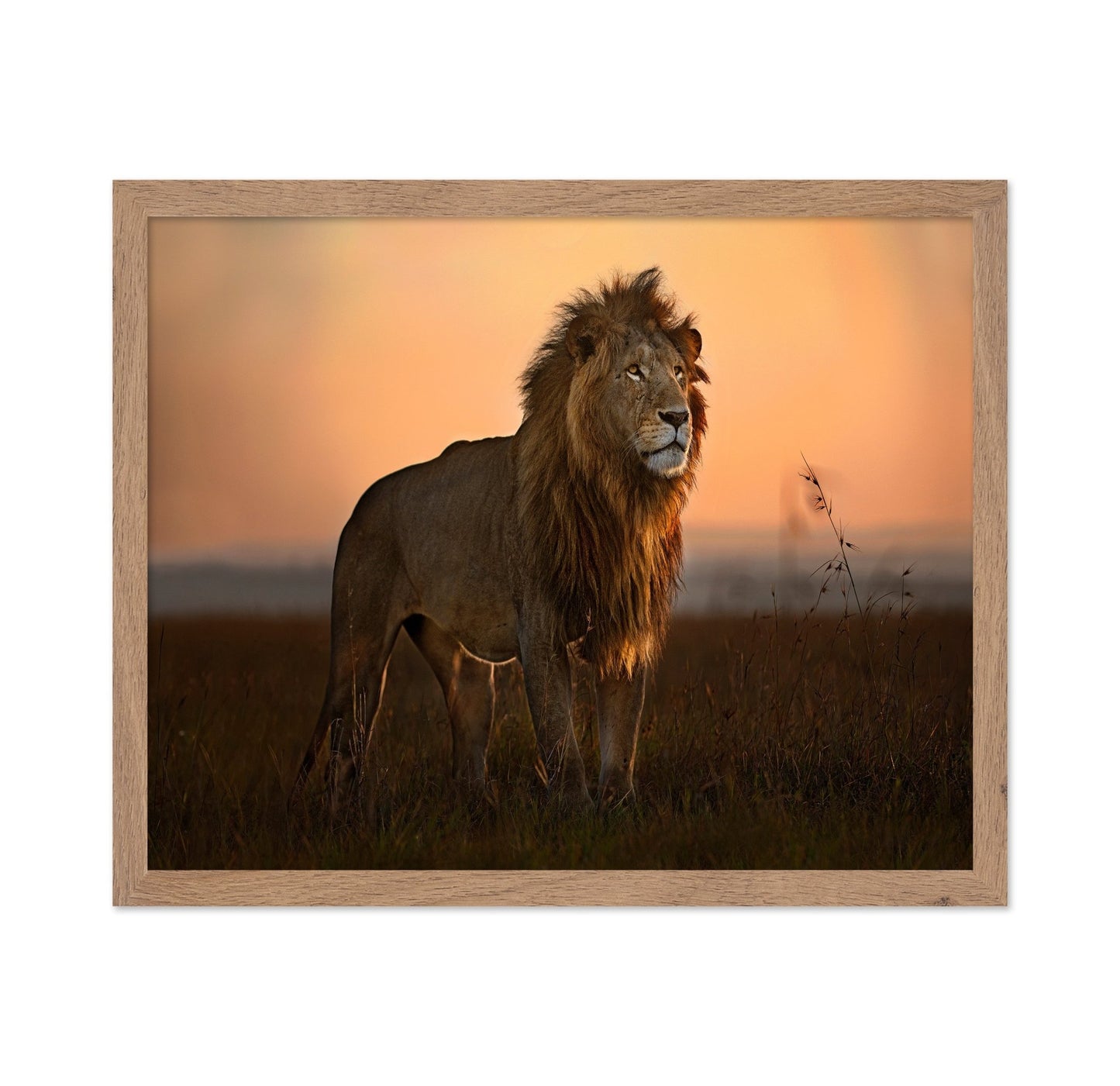 Lion Golden Horizon