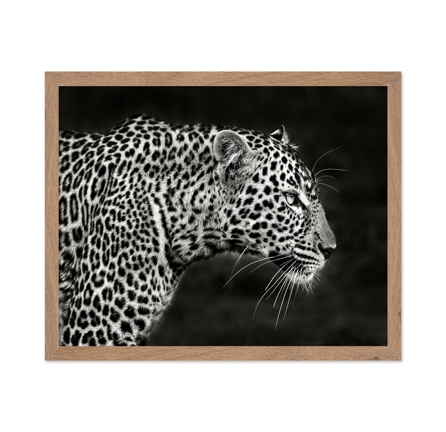 Leopard Silent Stare