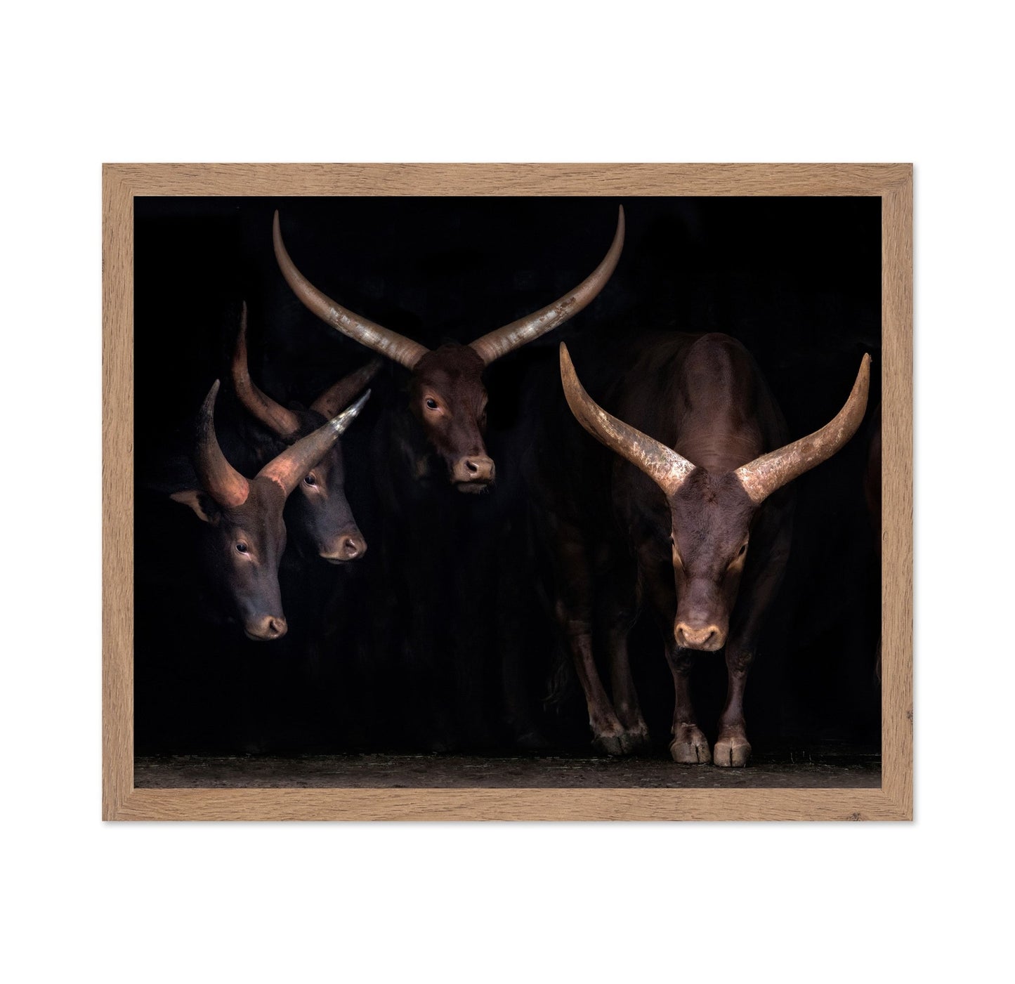 Horned Cattle Group