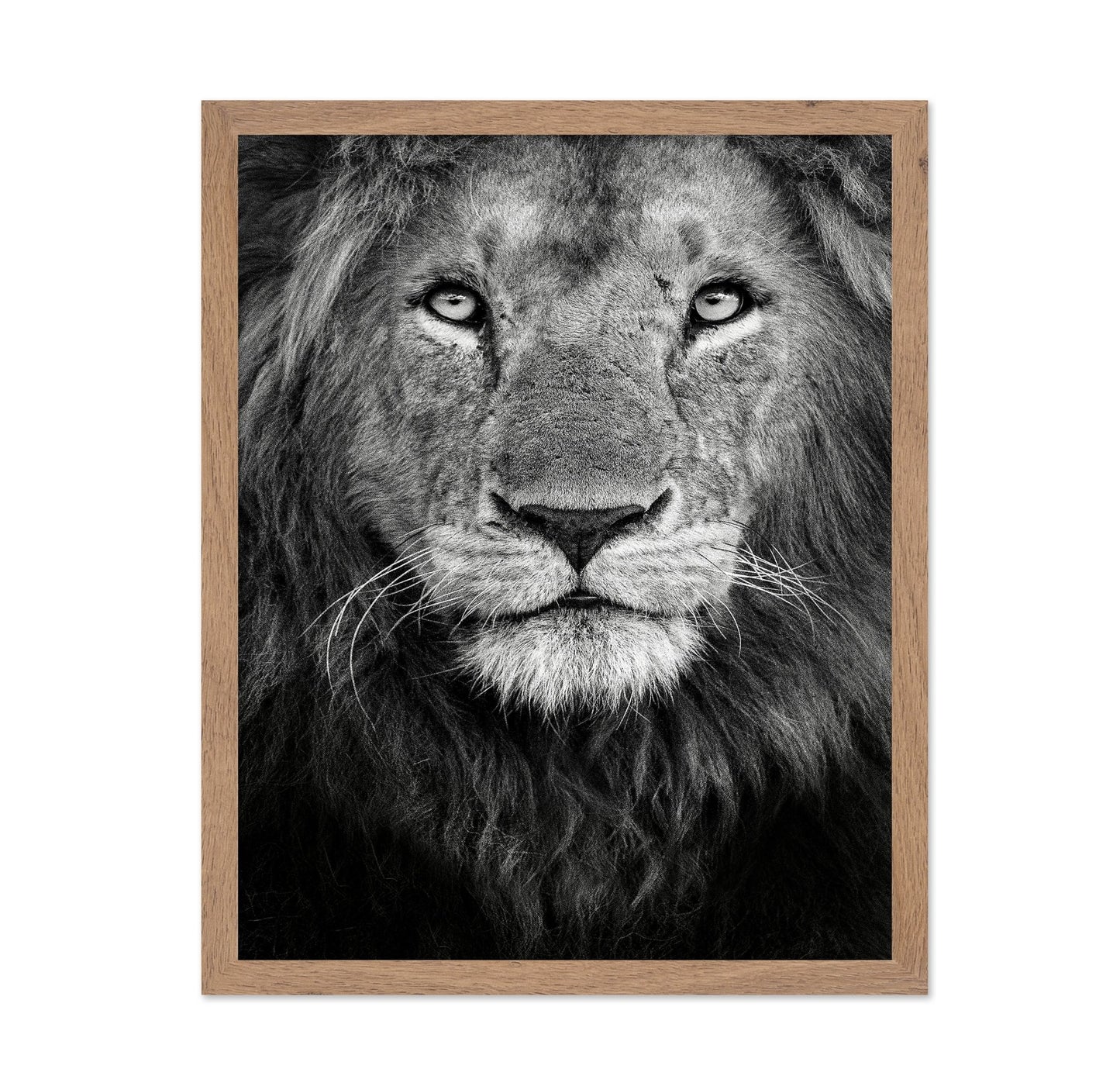 Lion Face Close
