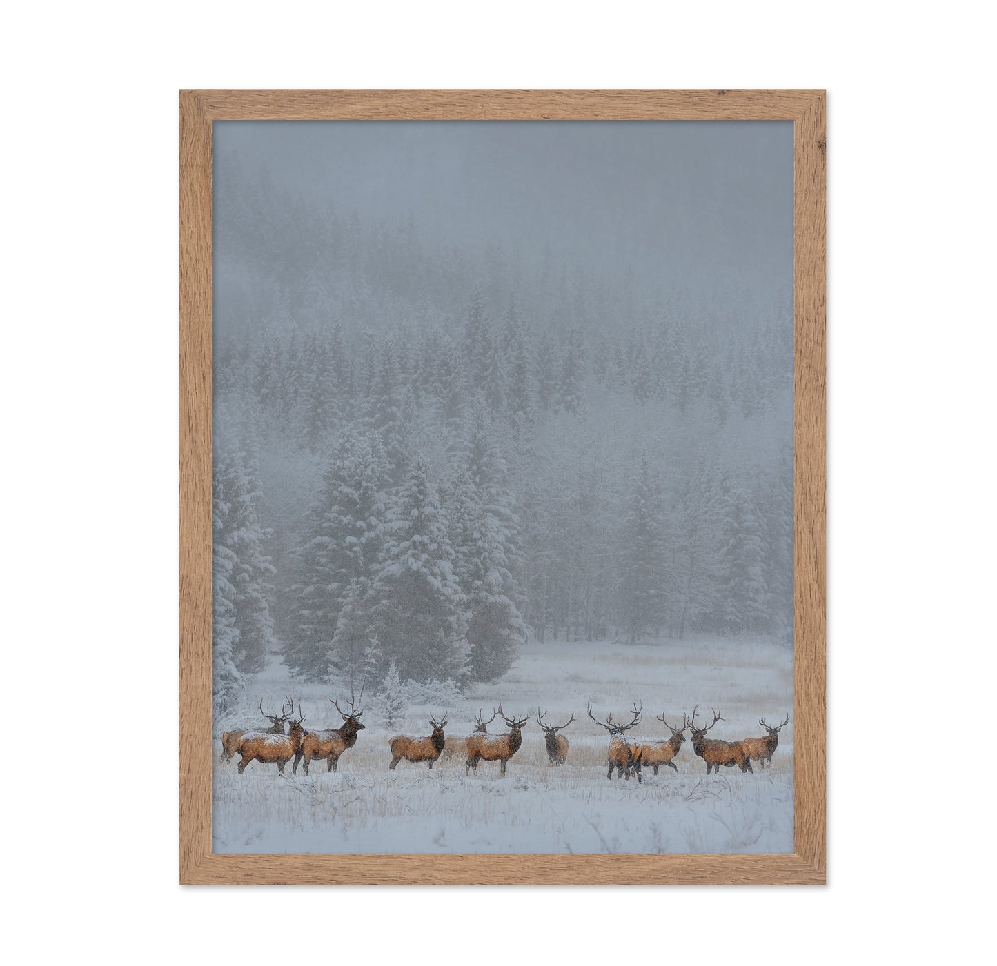 Winter Elk Herd