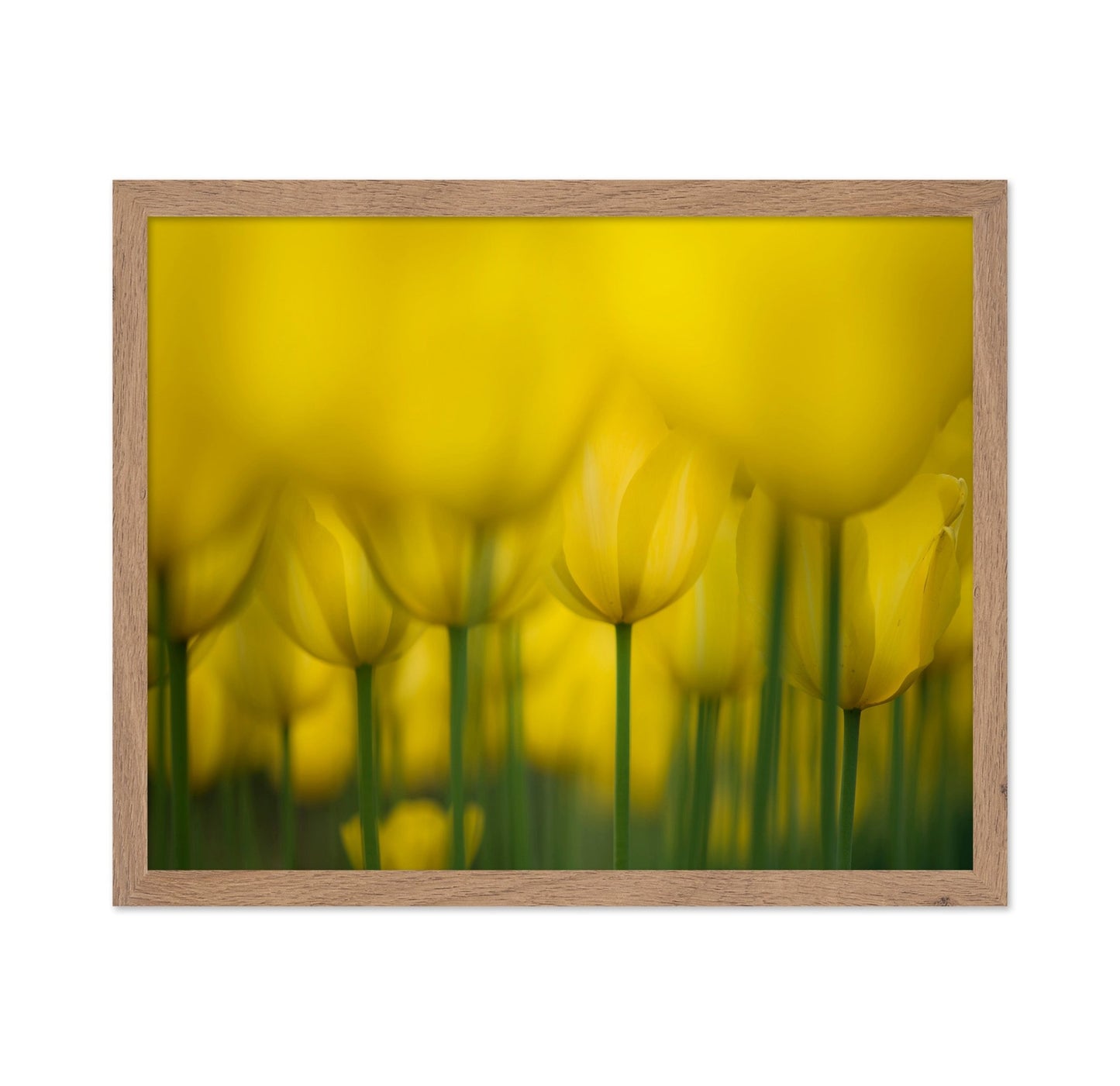 Golden Tulip Field