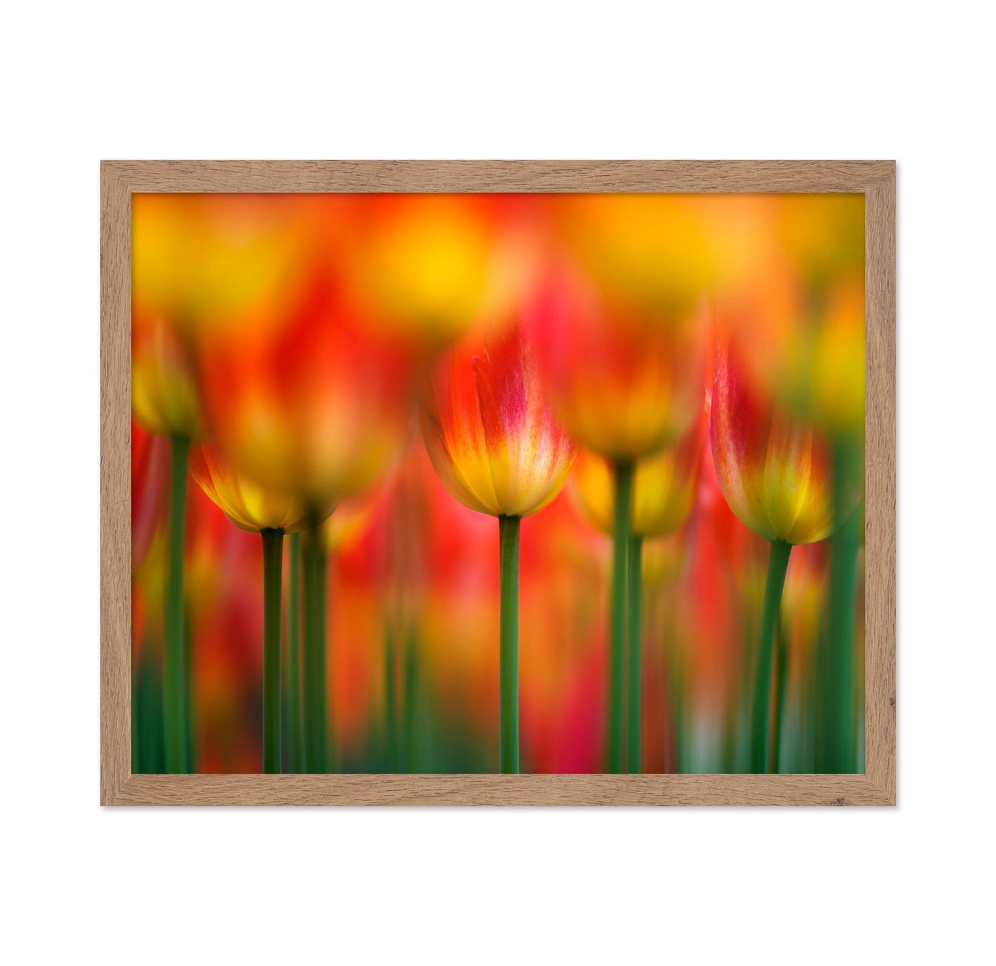 Vibrant Tulip Field