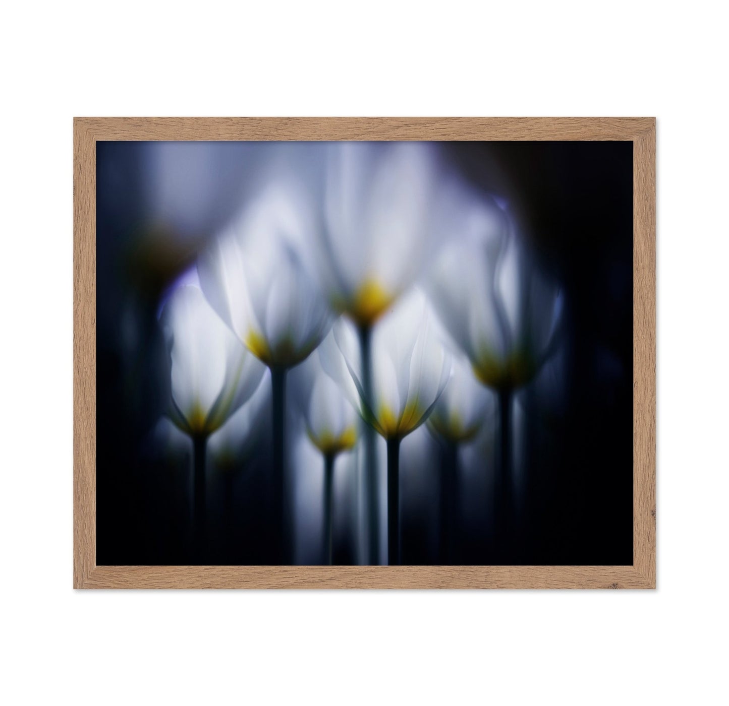 Dreamy Tulip Glow