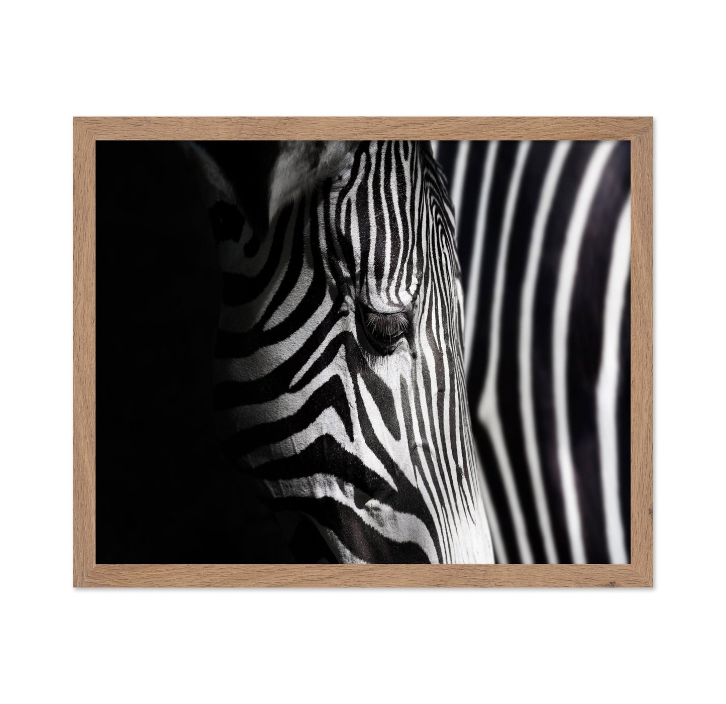Zebra Close Detail