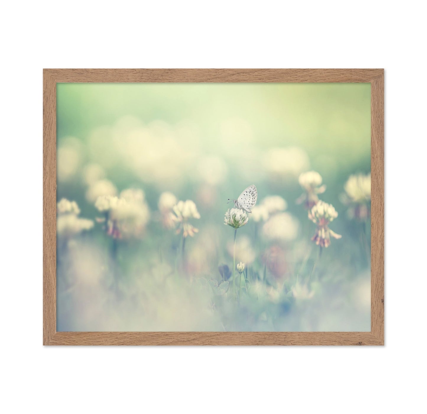 Soft Butterfly Bloom