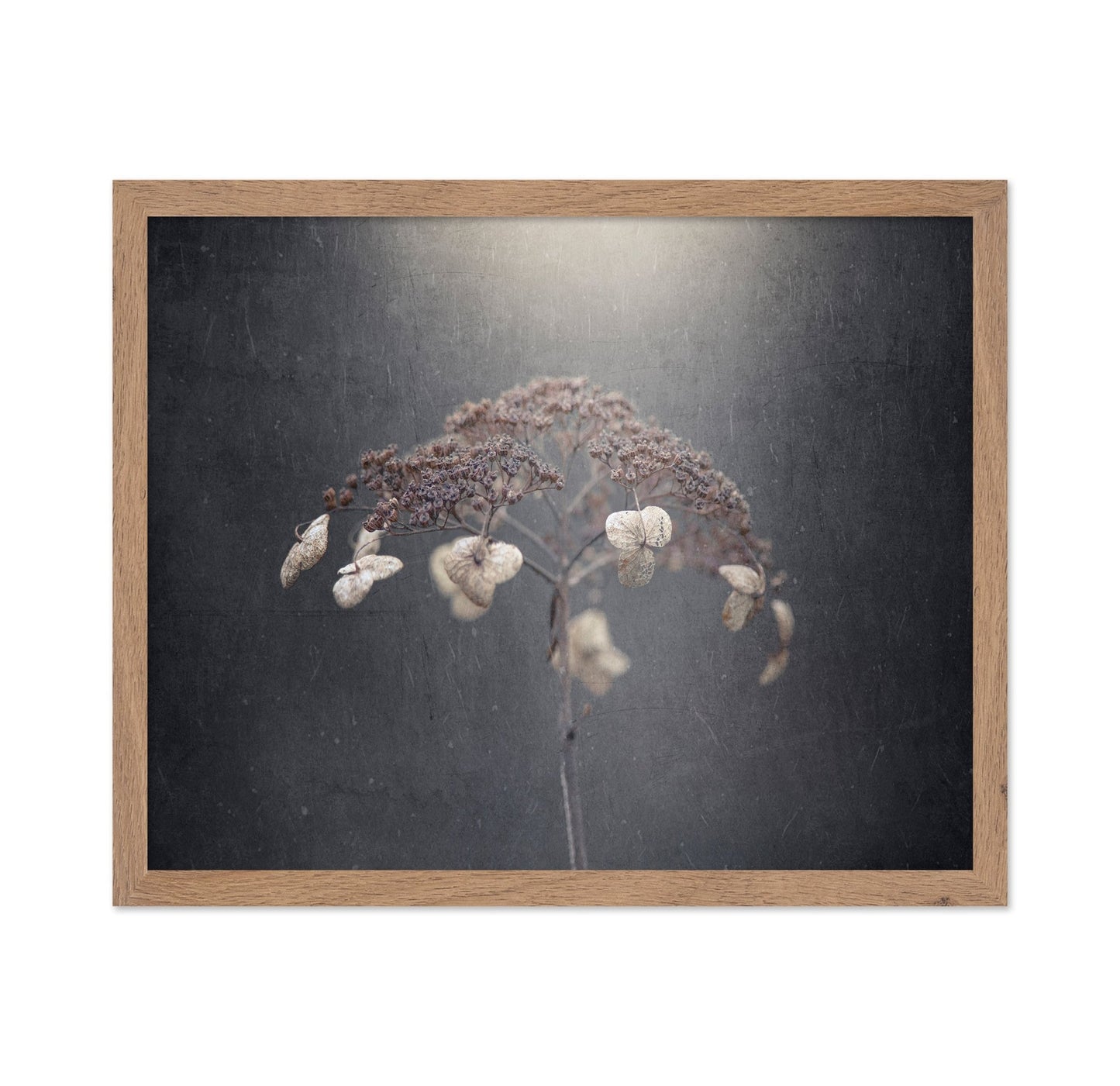 Faded Wildflower