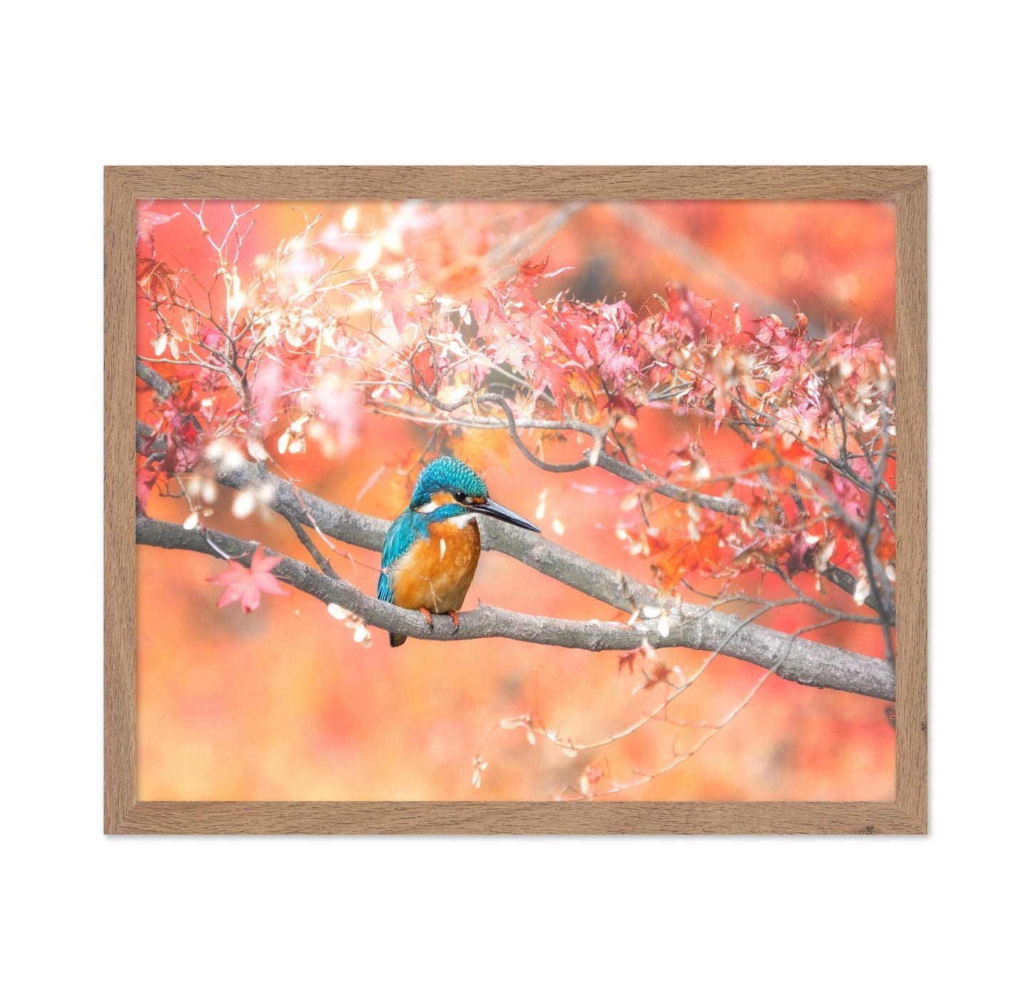 Autumn Kingfisher