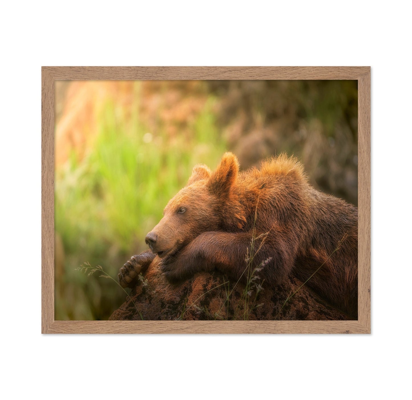 Resting Brown Bear
