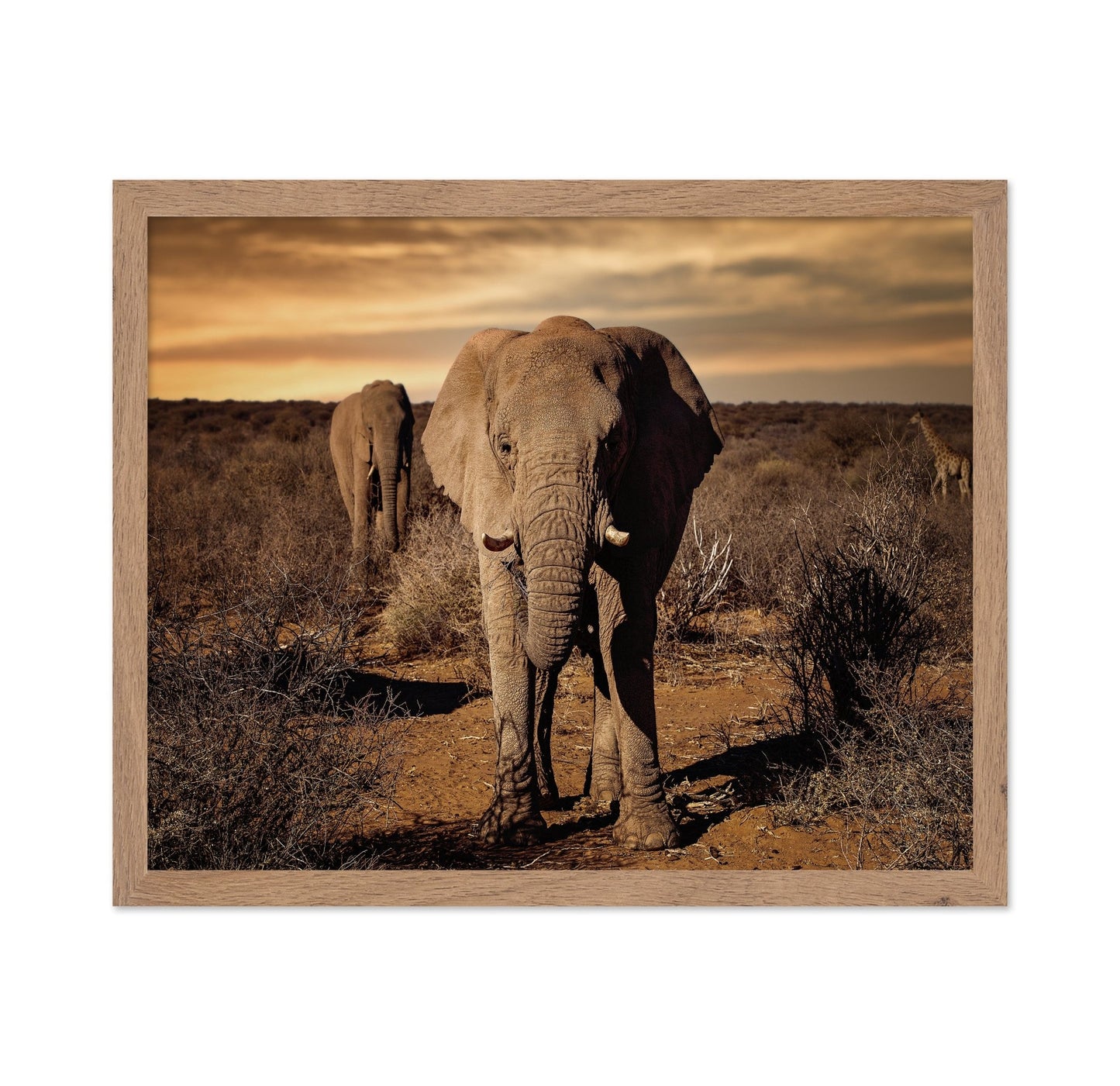 Elephant Safari Walk