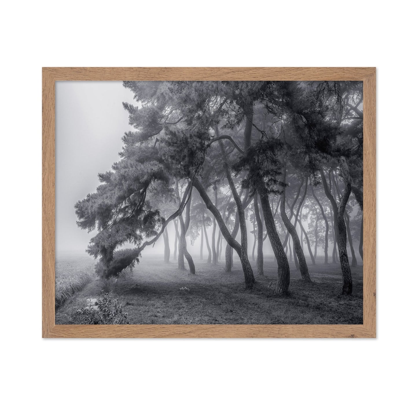 Foggy Pine Forest
