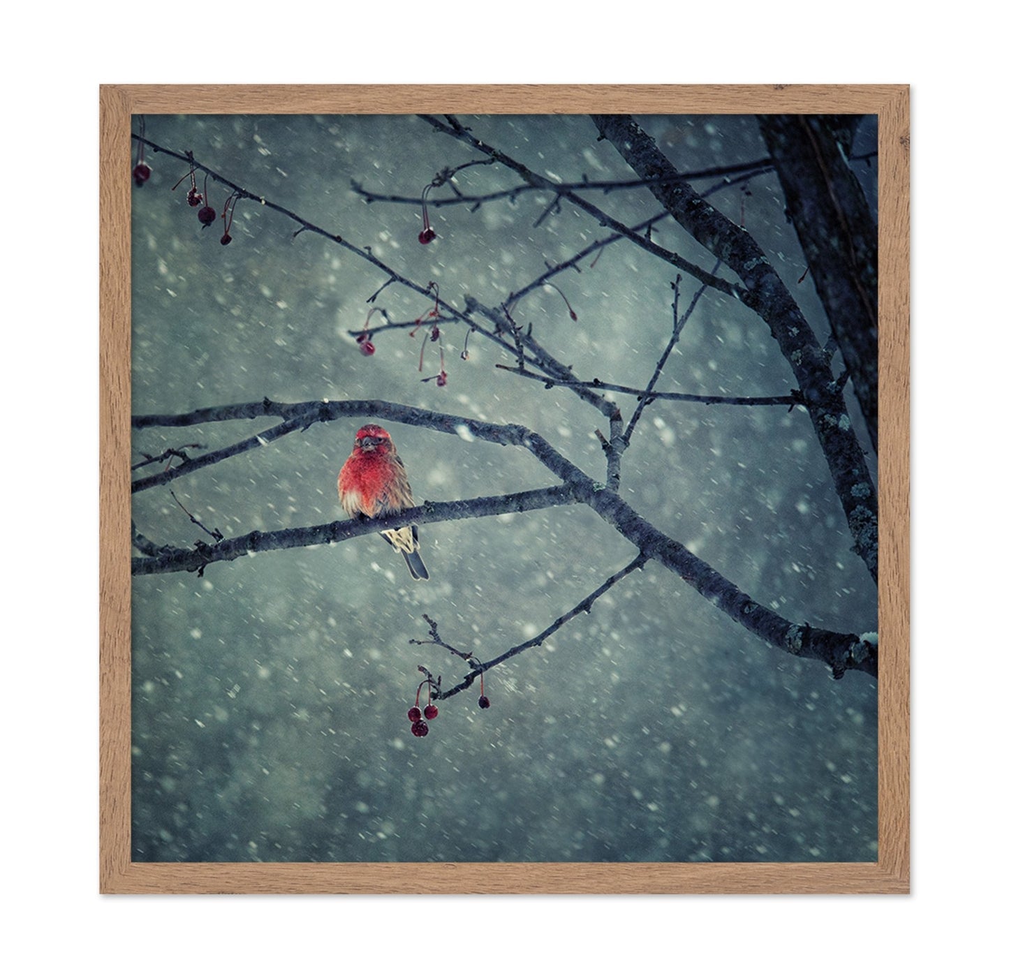 Winter Red Finch