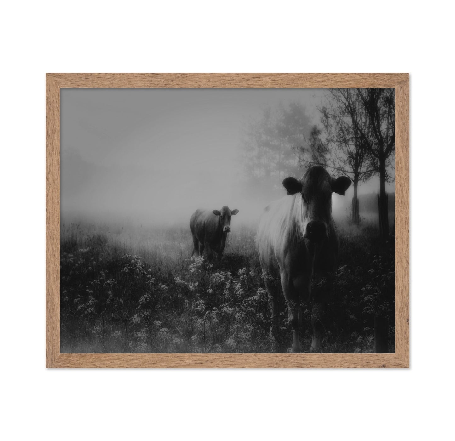 Foggy Field Cows