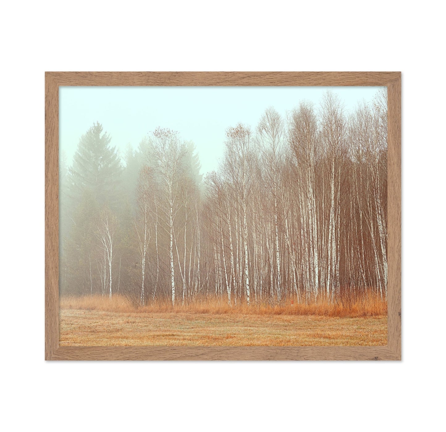 Misty Birch Grove