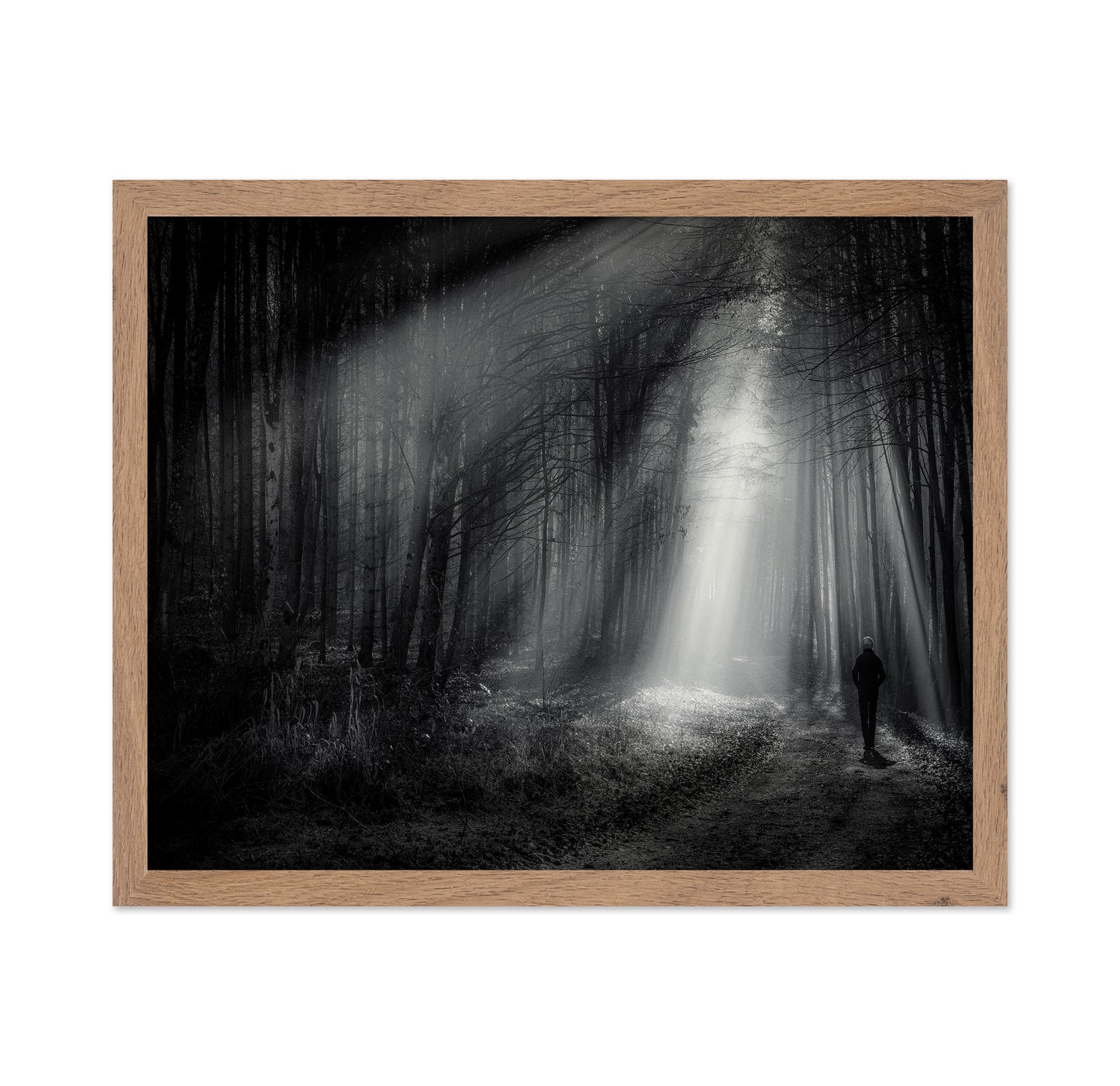 Light Path Forest