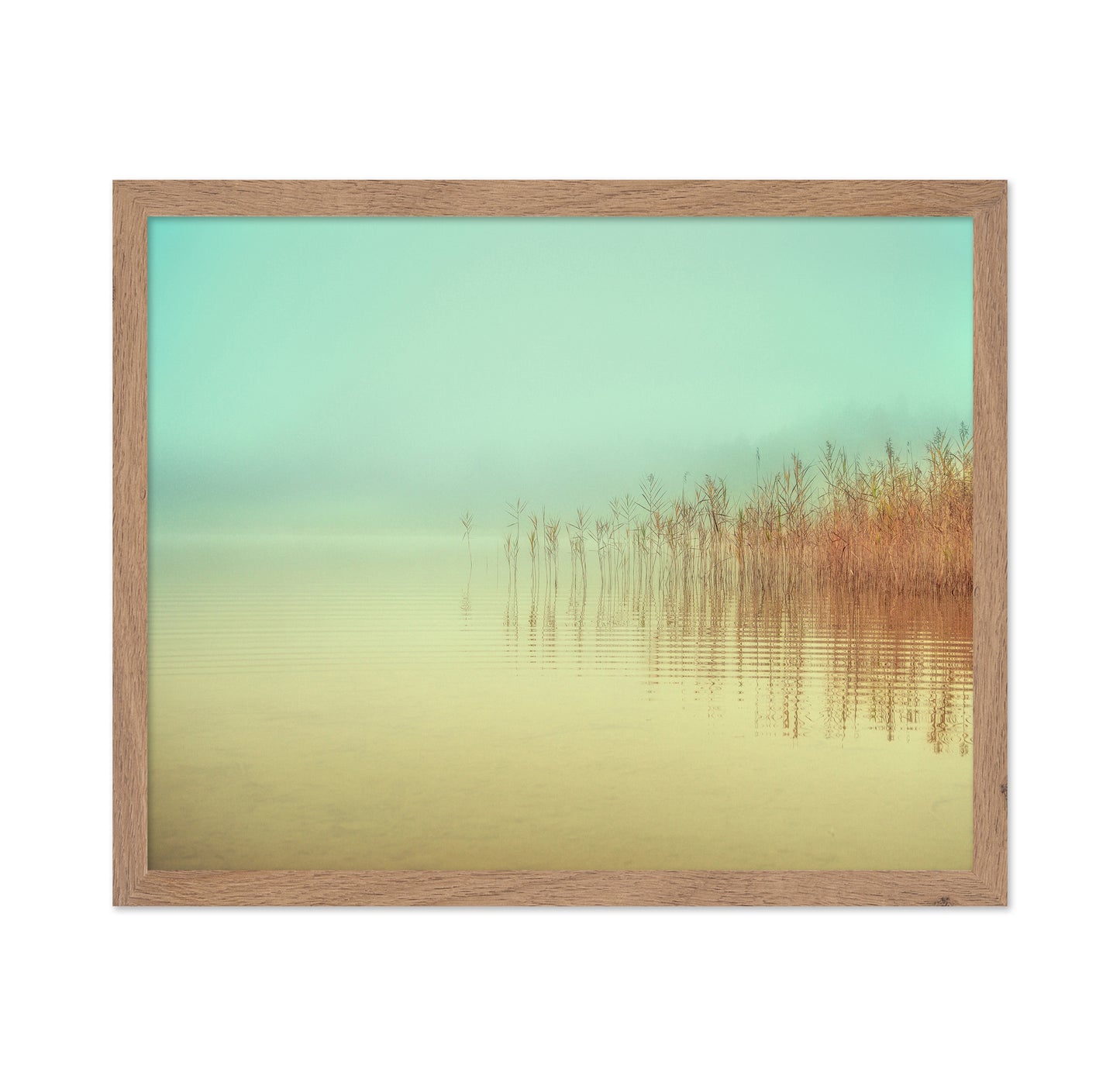 Soft Lake Reeds